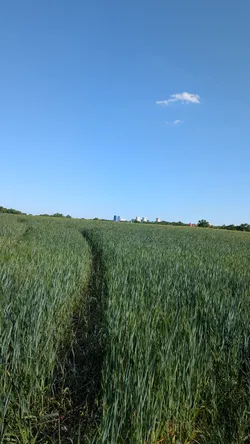 Foto aus Pirna vom 23. Mai 2026